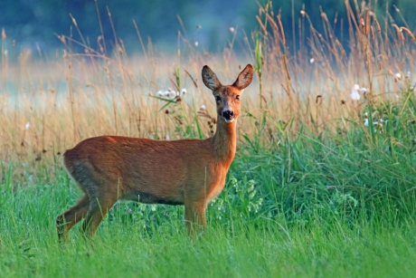 Een plaatje van een ree..
