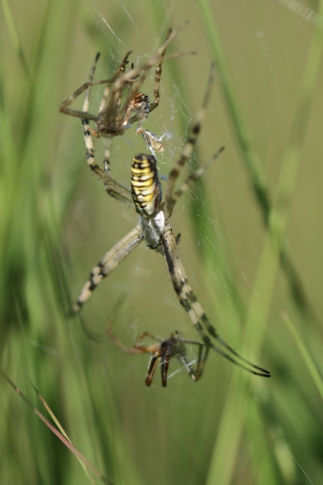 een web vol verhalen