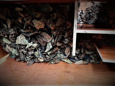 Egel heeft hard gewerkt