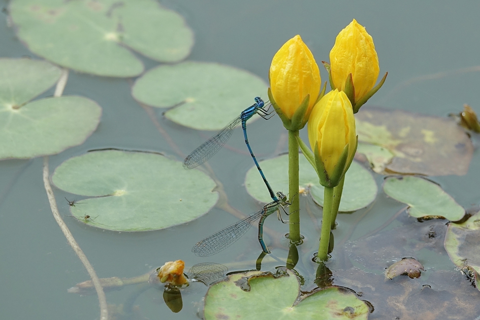 Eitjes afzettende Kanaaljuffers - Geleedpotigen - Kanaaljuffer