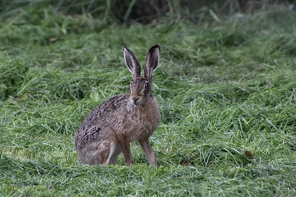 En toen was er ineens een haas - Zoogdieren - 