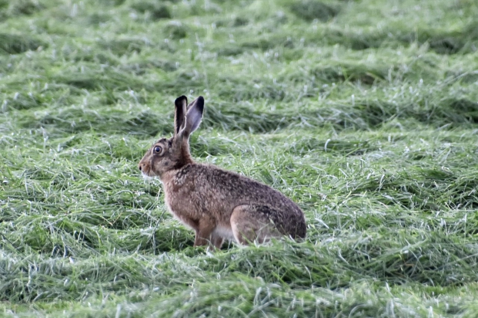 Even rust - Zoogdieren - 