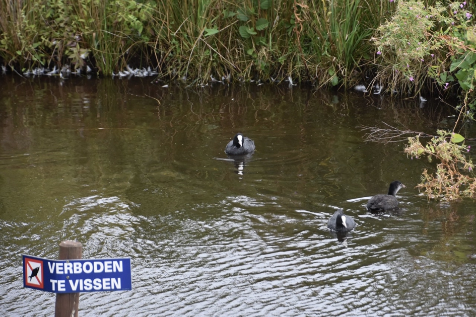 Familie meerkoet - Vogels - 