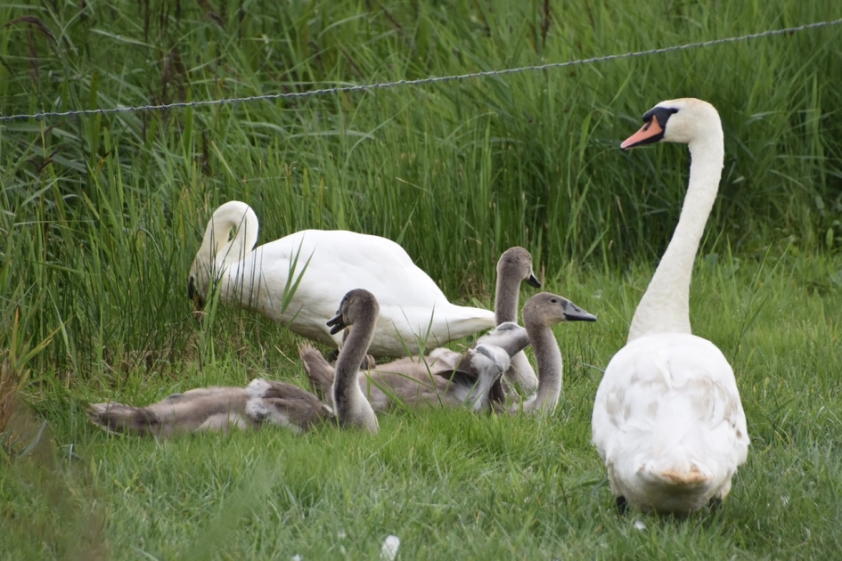 Familie zwaan - Vogels - 