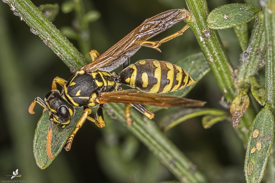Franse veldwesp (Polistes dominula) - Geleedpotigen - Franse veldwesp