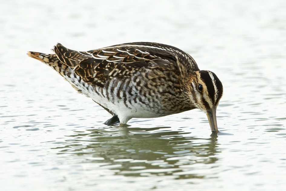 Gallinago Gallinago - Vogels - Watersnip