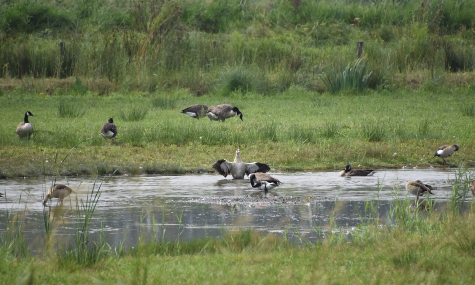 Ganzen langs de Eem - Vogels - 