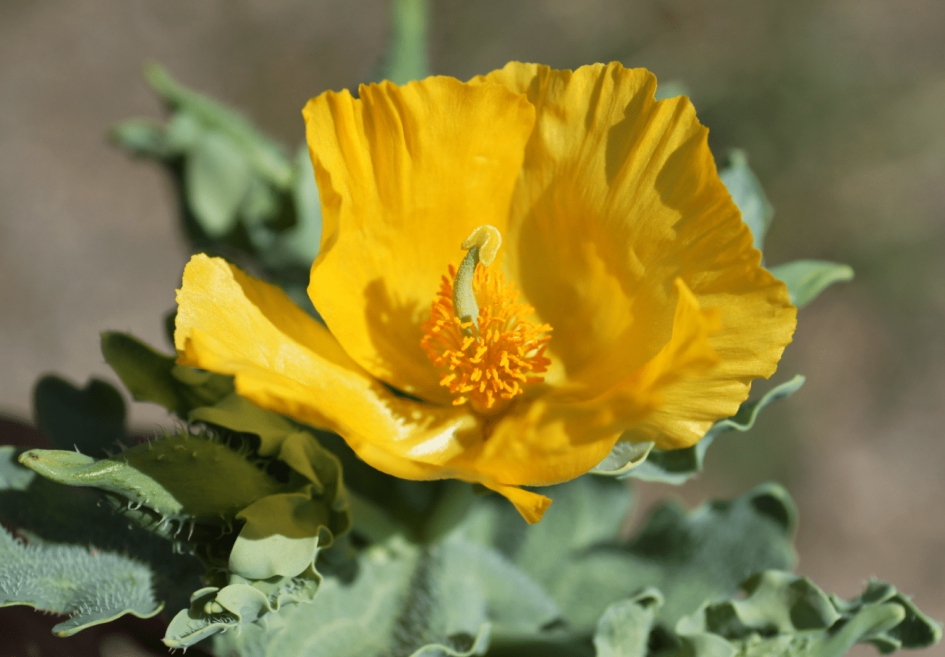 Gele Hoornpapaver. - Planten - Gele Hoornpapaver.