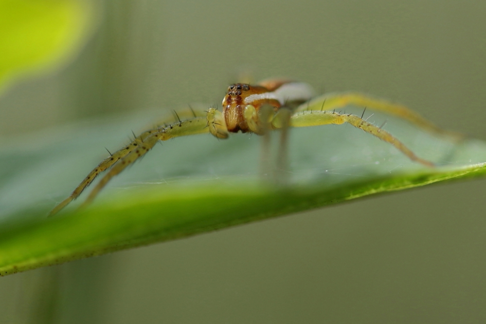 gerande oeverspin - Geleedpotigen - gerande oeverspin
