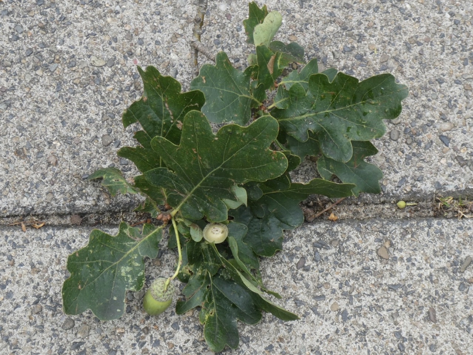 Gevallen takje van de eik - Planten - 
