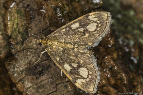 Gewone coronamot (Anania coronata)