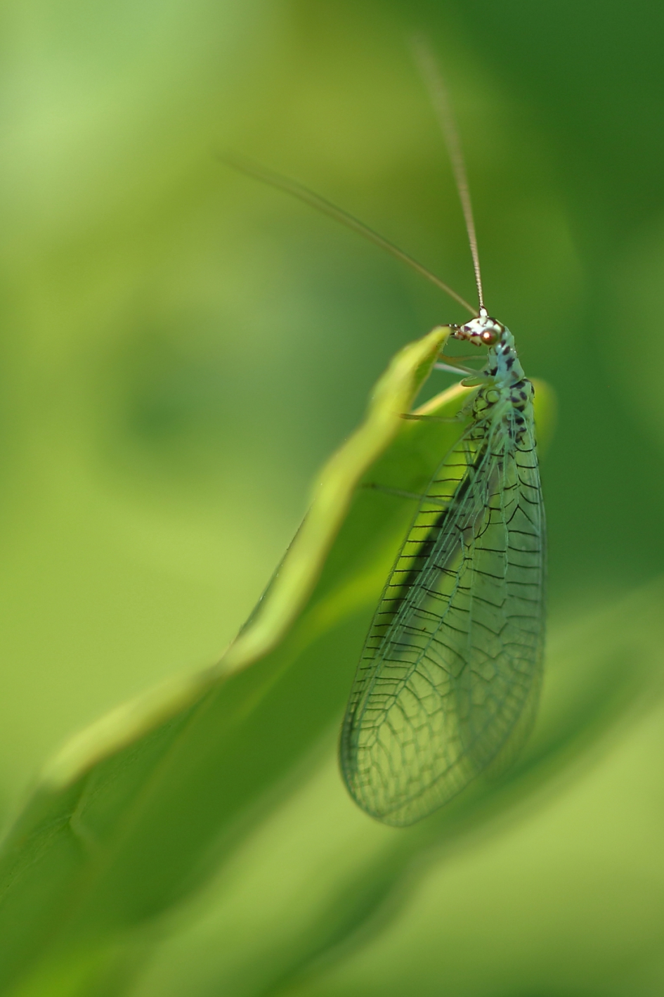 gewone gaasvlieg - Geleedpotigen - gewone gaasvlieg