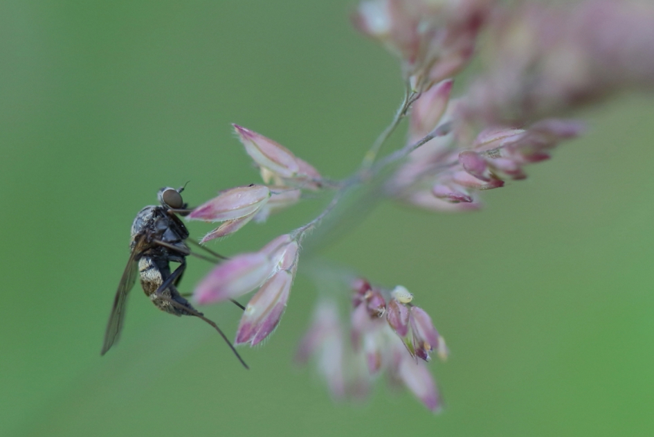gewone schubsnipvlieg - Geleedpotigen - gewone schubsnipvlieg