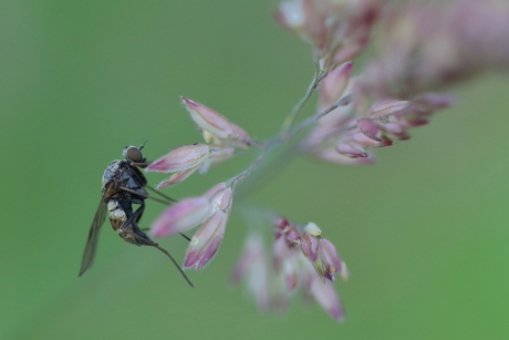 gewone schubsnipvlieg