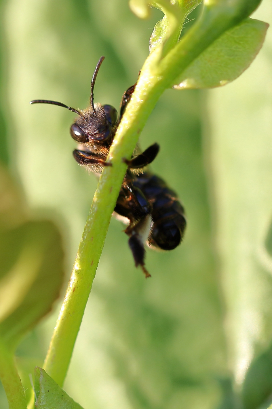 gewone slobkousbij - Geleedpotigen - 