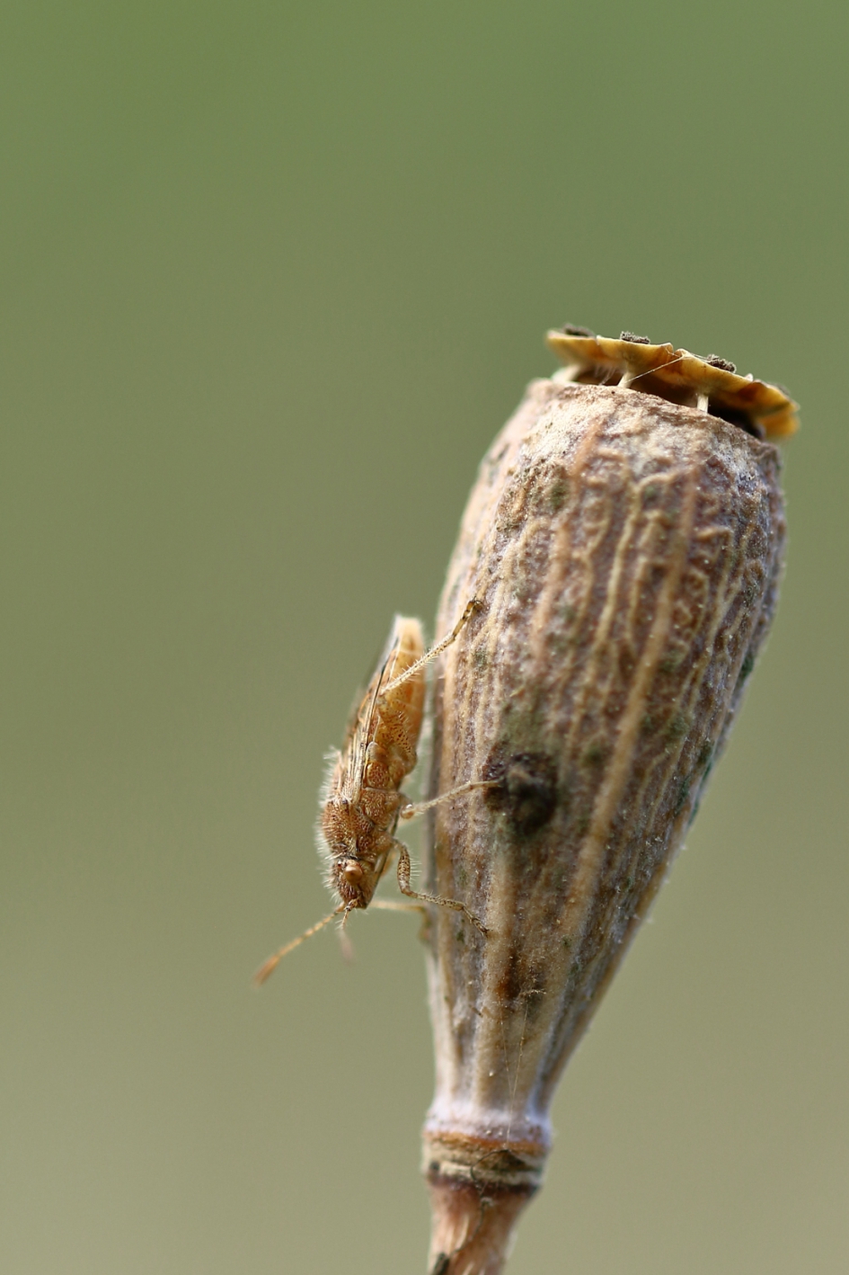 glasvleugelwants - Geleedpotigen - 