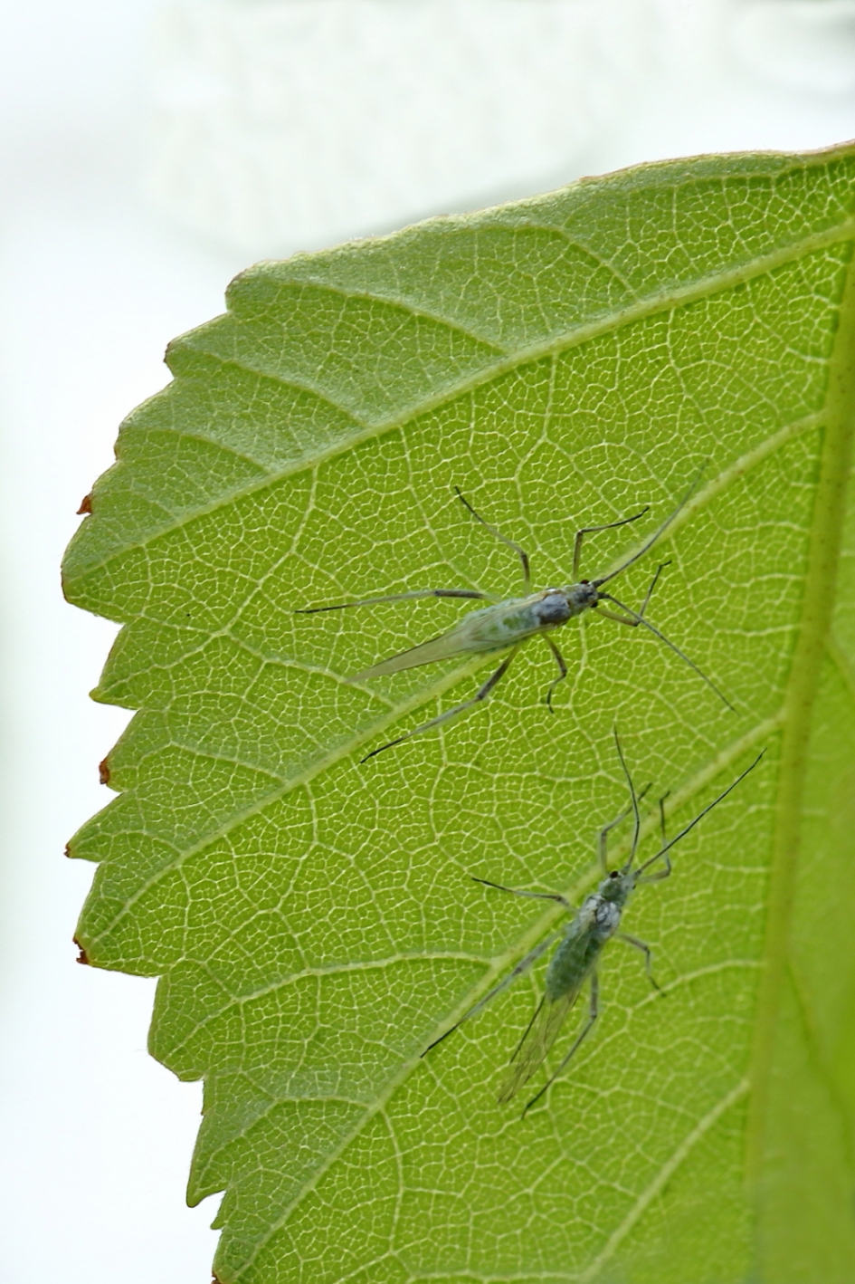 bladluis - Geleedpotigen - 