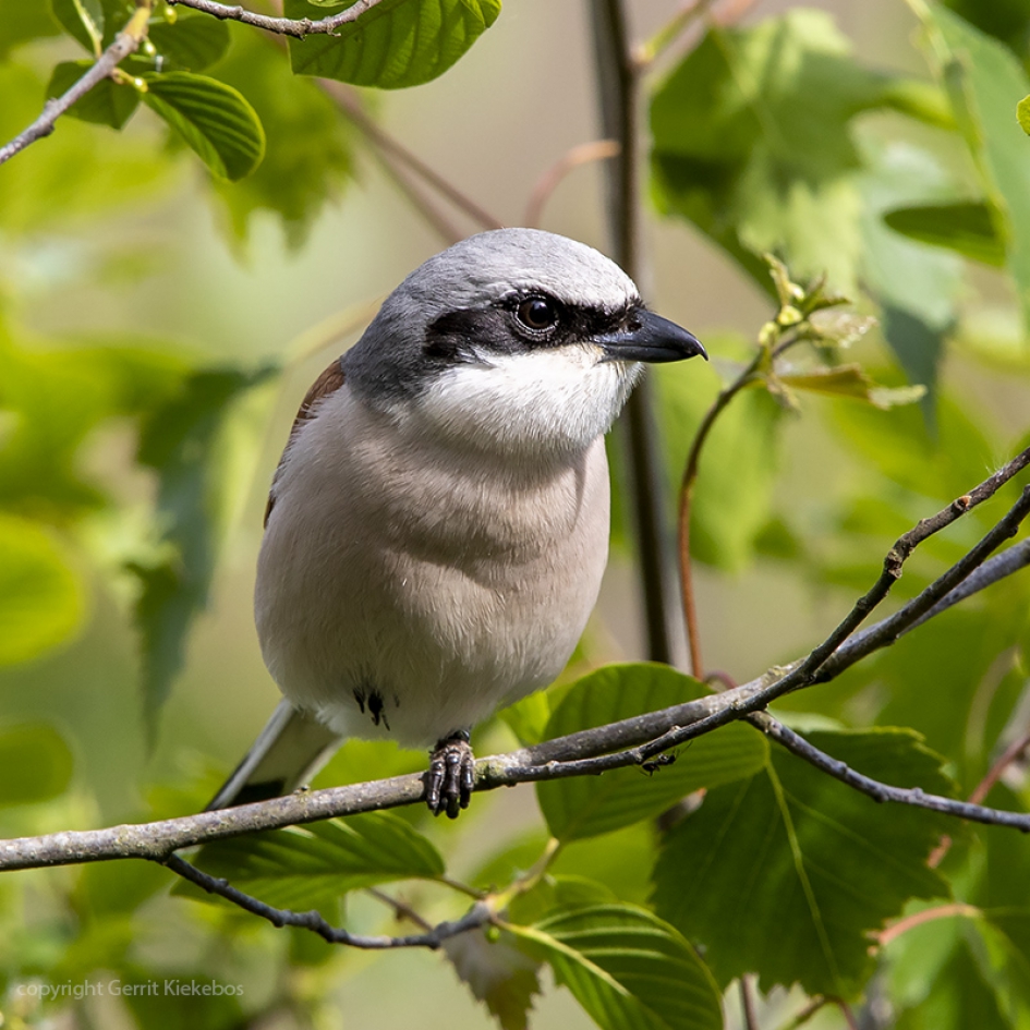 grauwe klauwier laat zich mooi op de foto zetten. - Vogels - grauwe klauwier