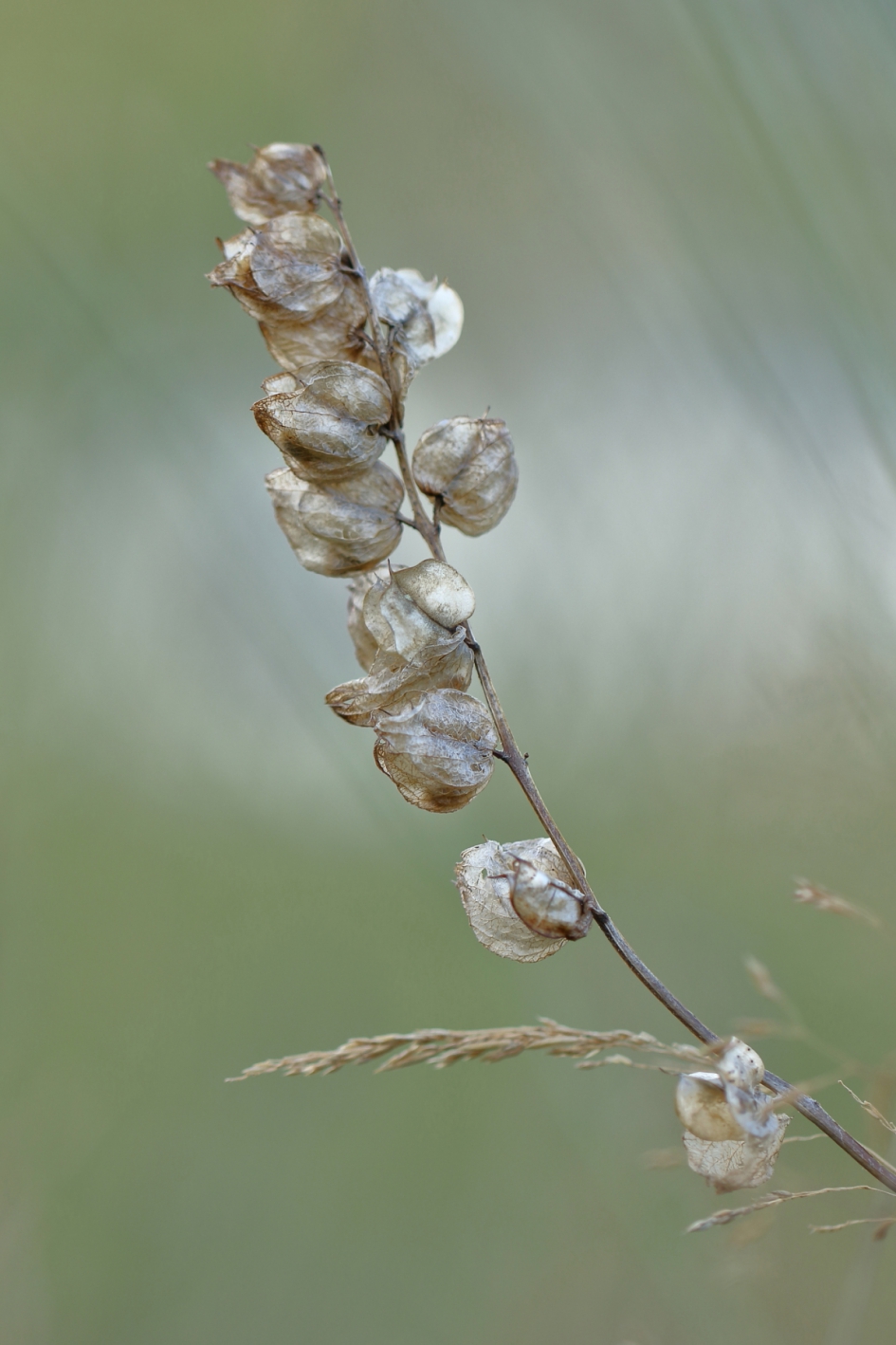 grote ratelaar - Planten - grote ratelaar