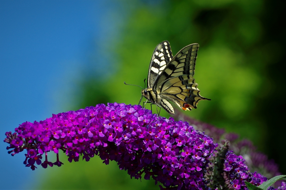 Hare Majesteit - Geleedpotigen - Koninginnenpage
