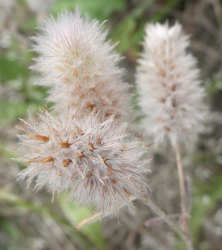 Hazenpootjes - Planten - 