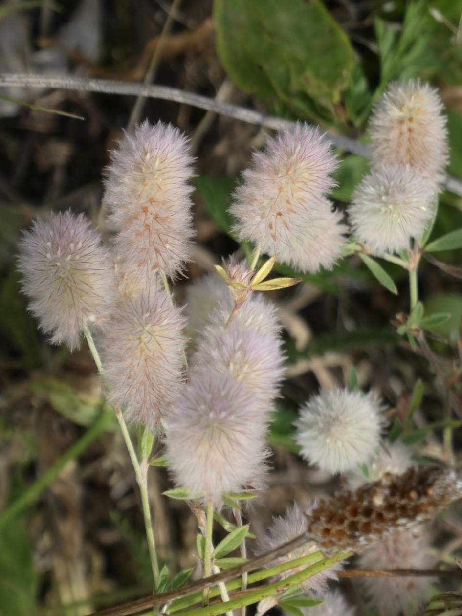 Hazenpootjes - Planten - 