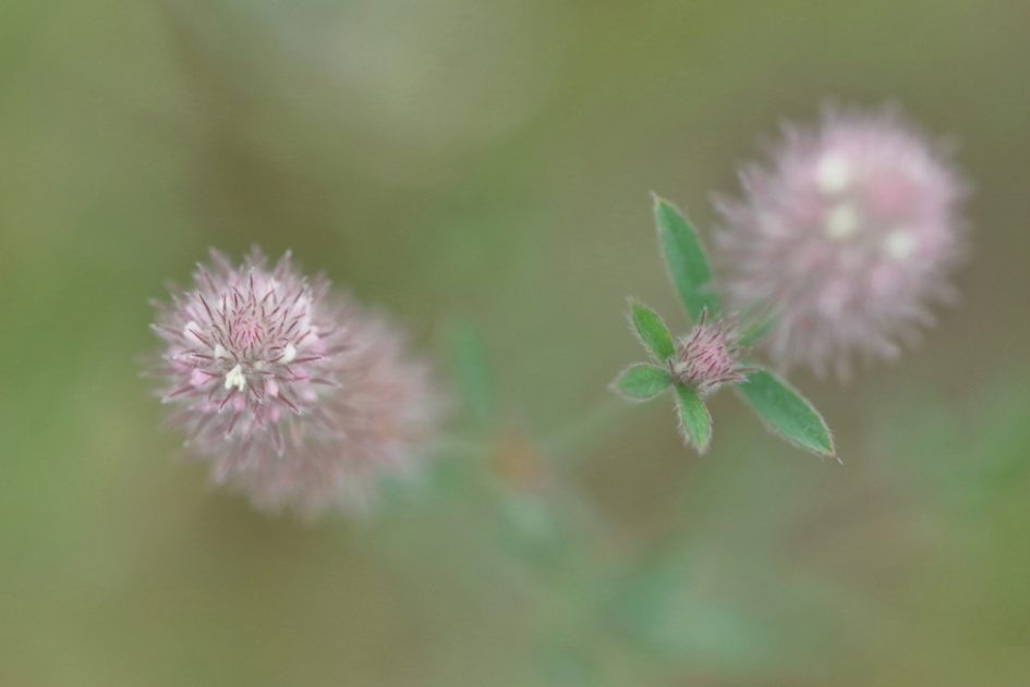 hazenpootjes - Planten - hazenpootje