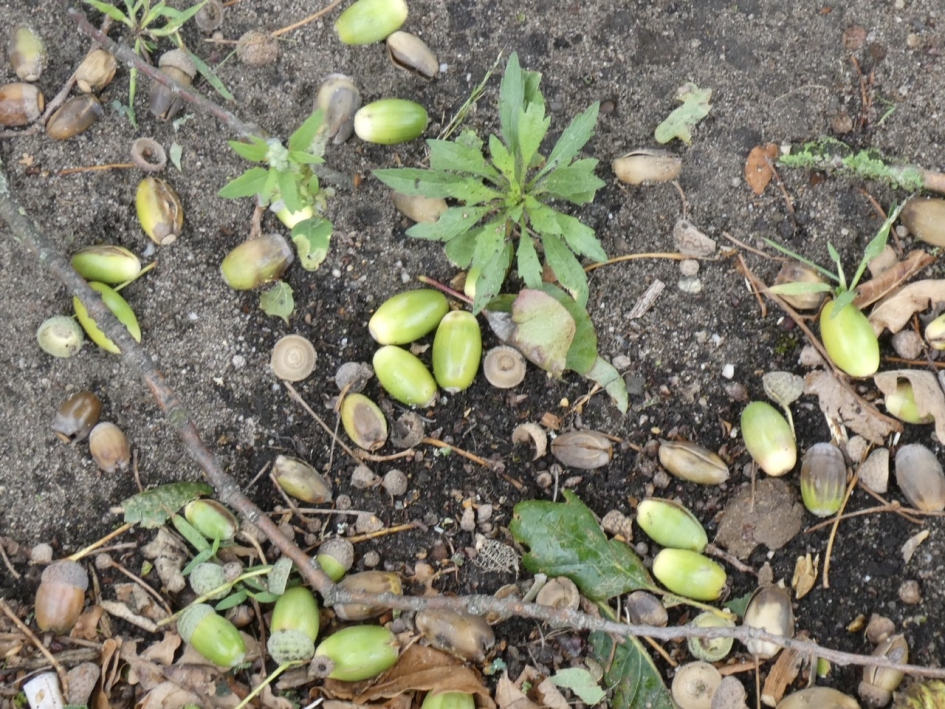 Heel veel eikels na de storm - Planten - 