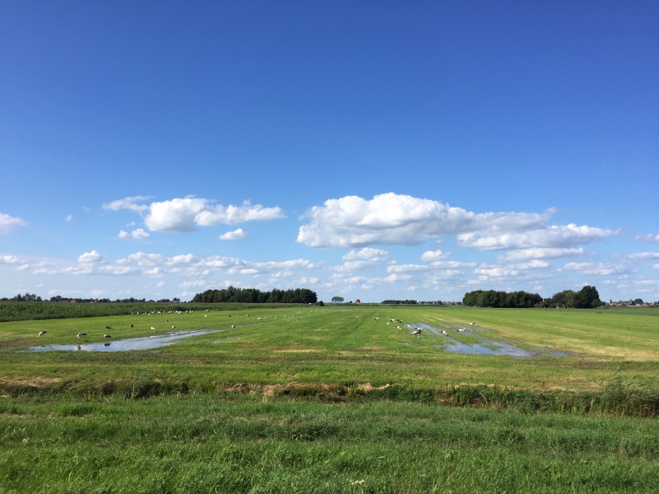 heel veel ooievaars - Vogels - ooievaar