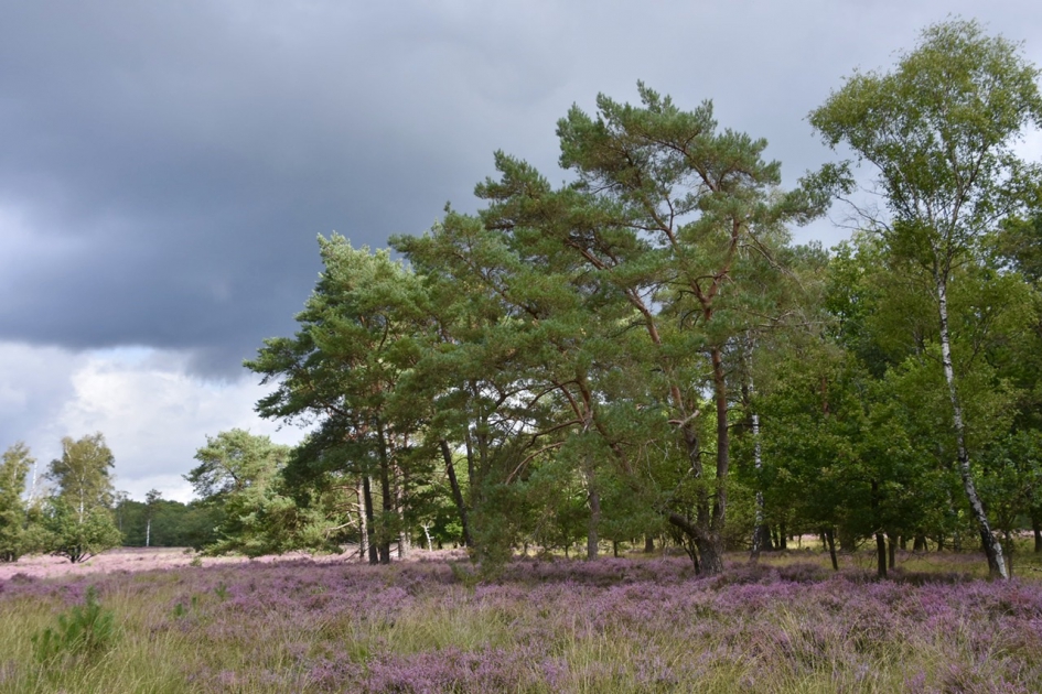 Hei bij Den Treek - Weer en landschap - 