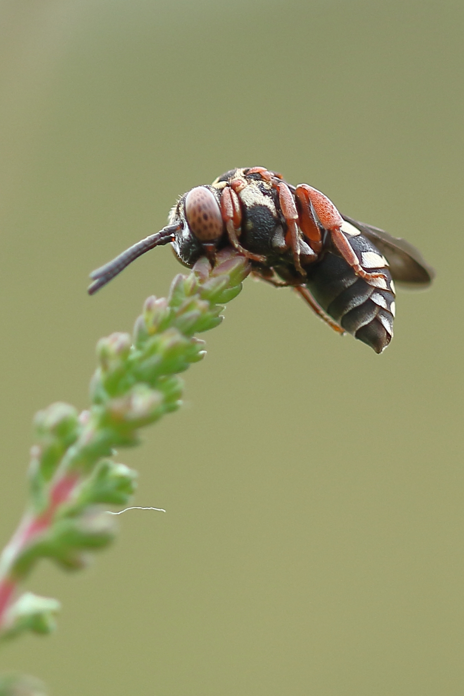 heideviltbij - Geleedpotigen - heideviltbij