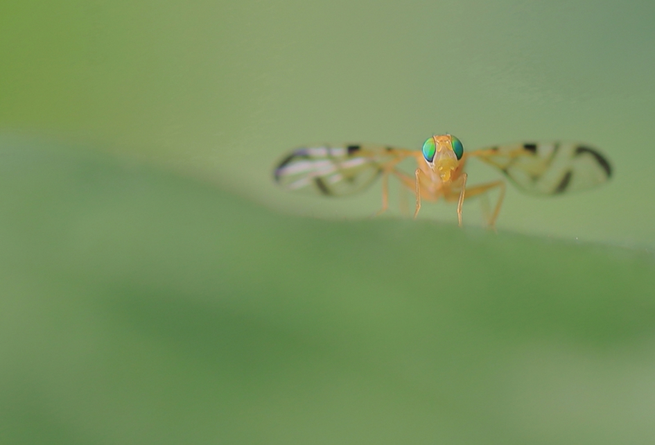 hoefbladboorvlieg - Geleedpotigen - hoefbladboorvlieg