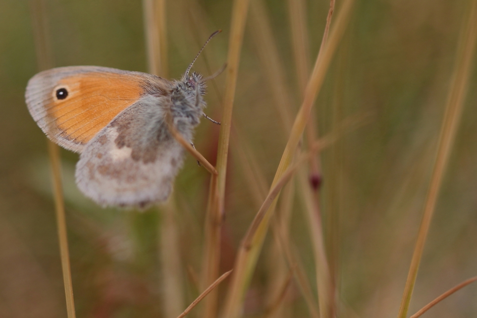 Hoi Beestje! - Geleedpotigen - hooibeestje