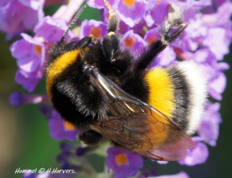 Hommel