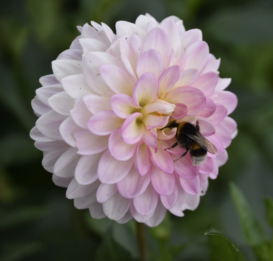 Hommel op dahlia - Geleedpotigen - 