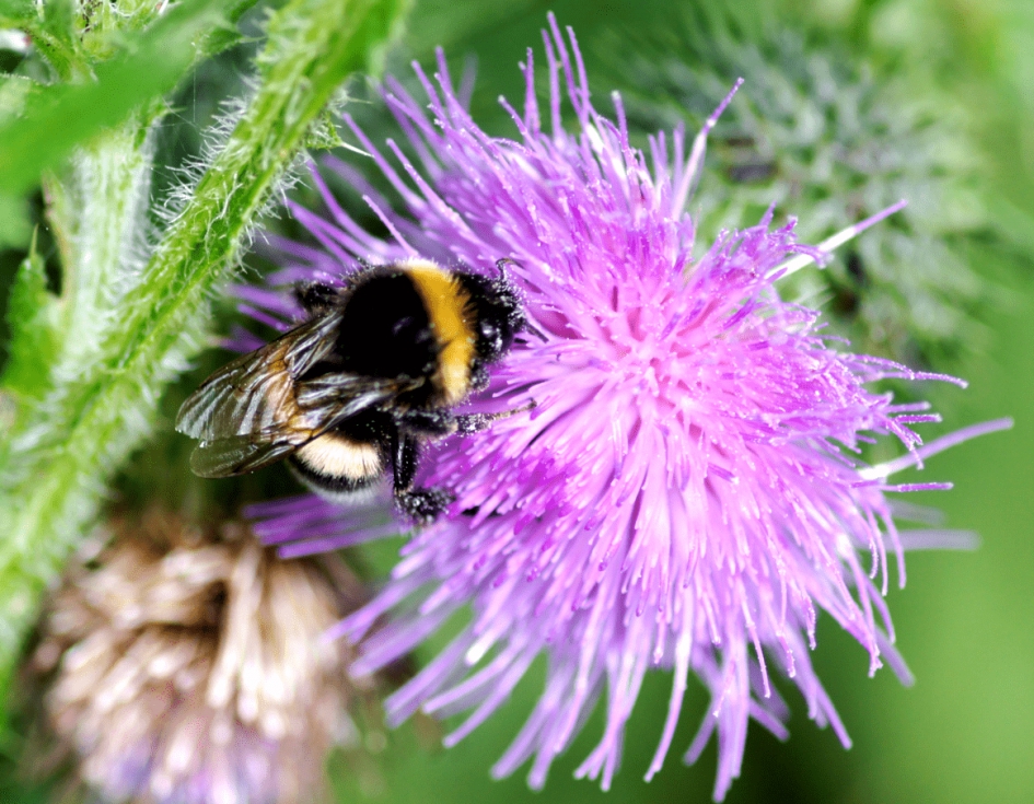 Hommel op Distel - Geleedpotigen - Hommel