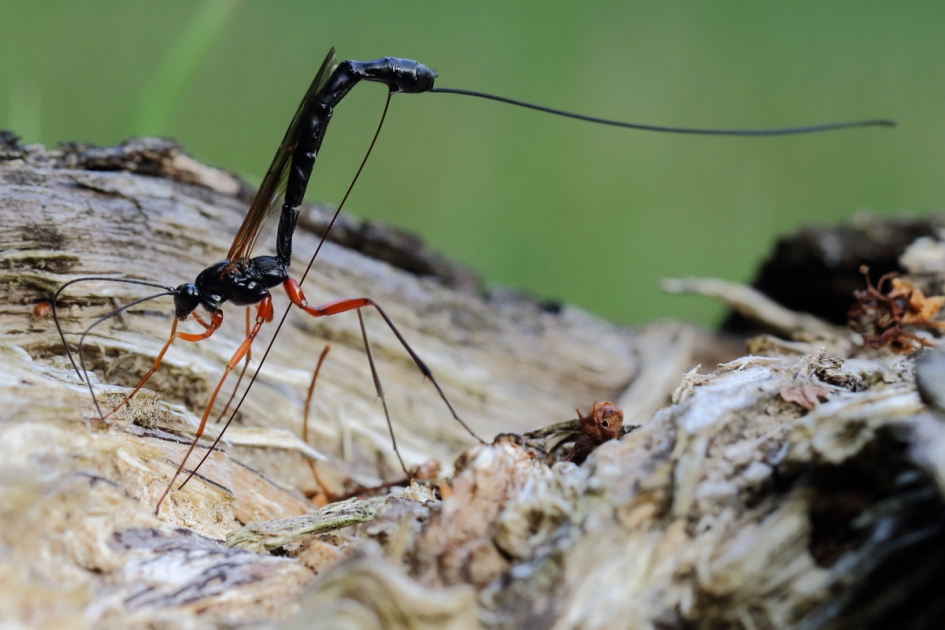 hoogstandje - Geleedpotigen - gewone sluipwesp -v-