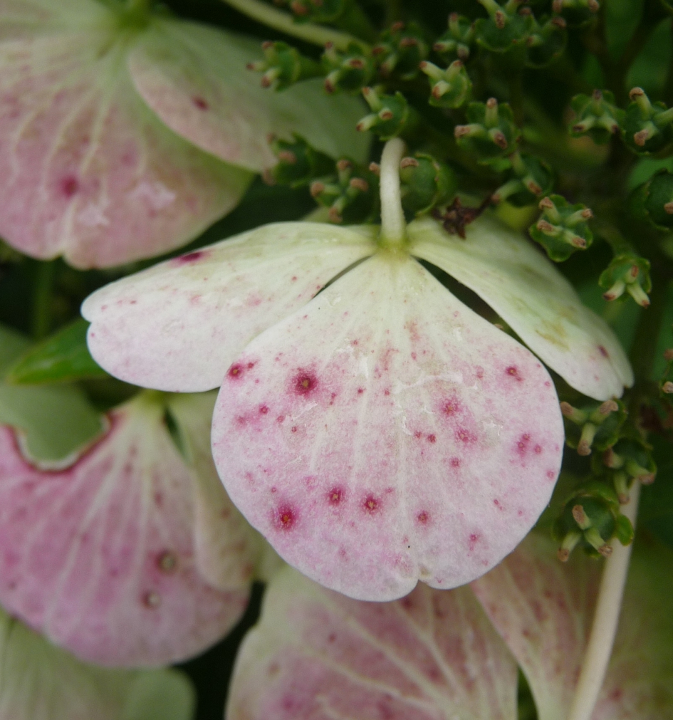 Hortensia bloemetje - Planten - 