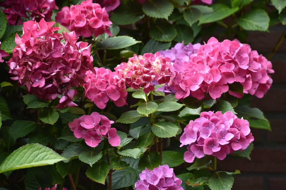 Hortensias - Planten - 