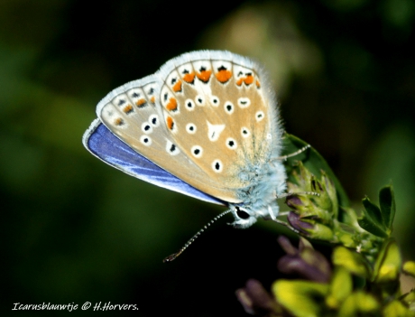 Icarusblauwtje