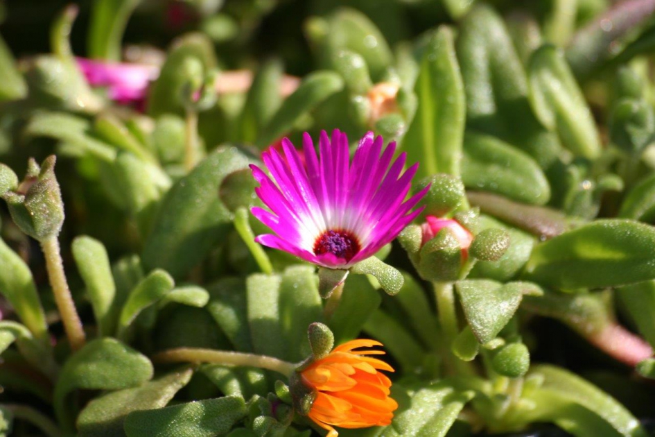 Ijsbloempjes - Planten - 