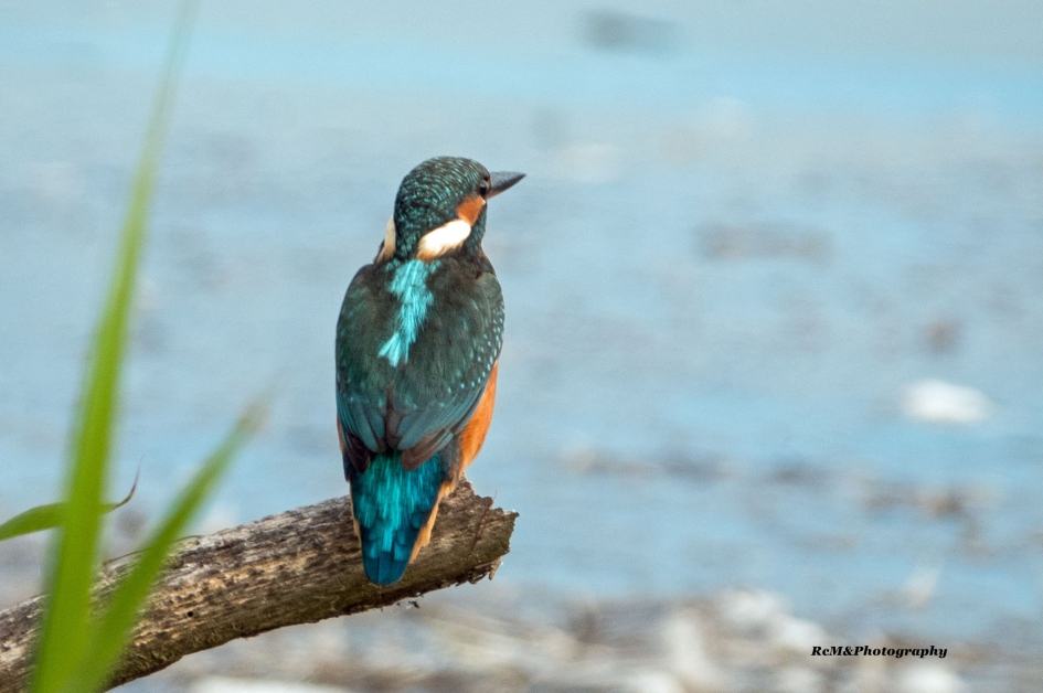 IJsvogel. - Vogels - IJsvogel.