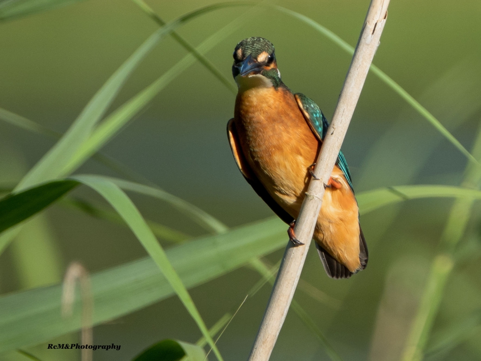 IJsvogel. - Vogels - IJsvogel.