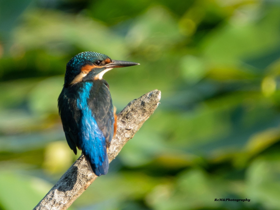 IJsvogel. - Vogels - IJsvogel.