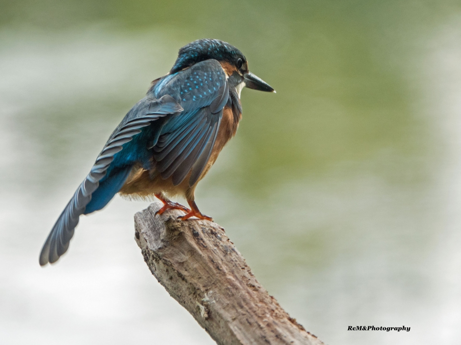 IJsvogel. - Vogels - IJsvogel.