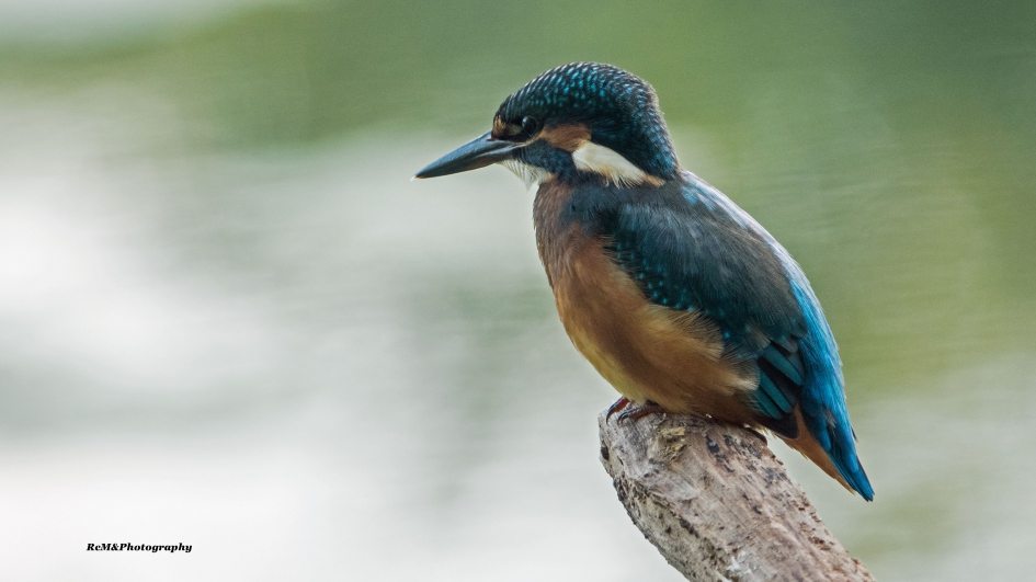 IJsvogel. - Vogels - IJsvogel.