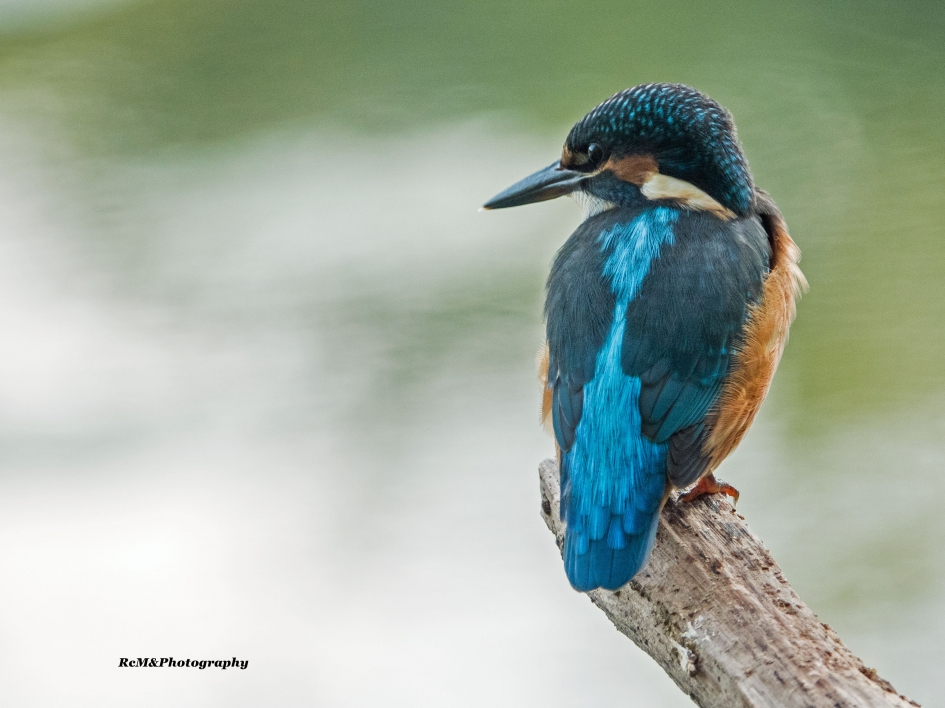 IJsvogel. - Vogels - IJsvogel.