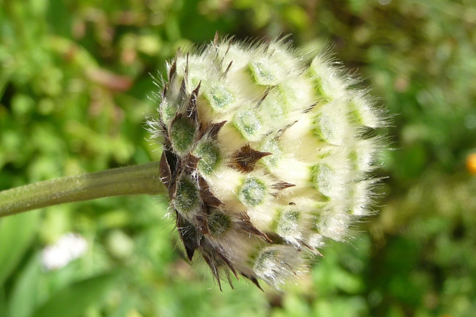 Ik ken geen naam - Planten - 