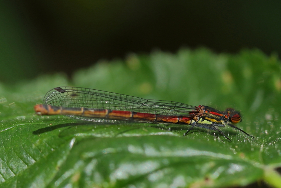 inclusief eyeliner - Geleedpotigen - vuurjuffer