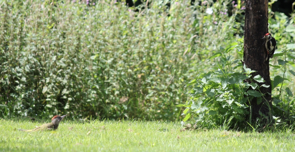 Jonge groene specht en grote bonte specht ontmoeten elkaar. - Vogels - Groene specht en grote bonte specht